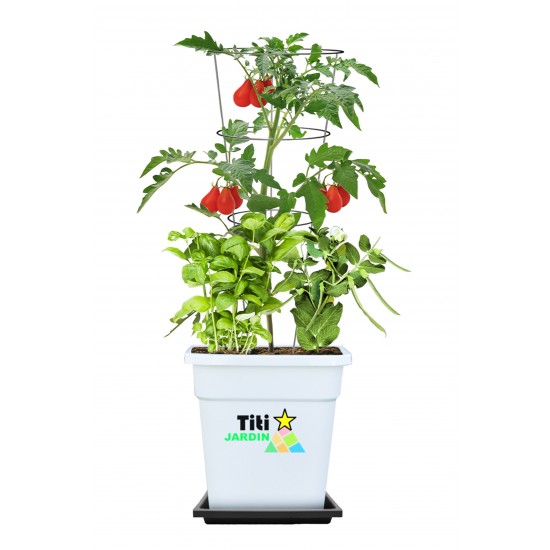   Titi Jardin - Tomate, Basilic, Haricot